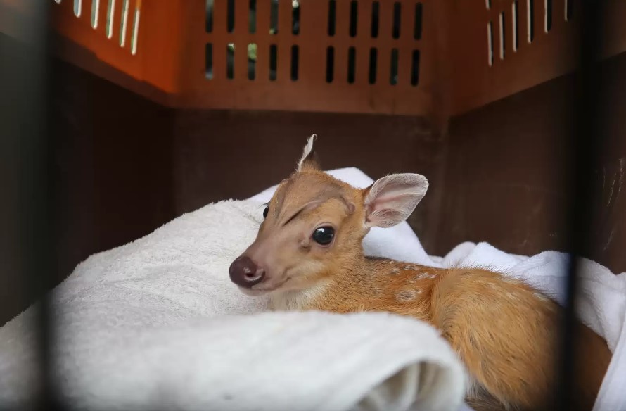 a deer wrapped in a blanket in a cage