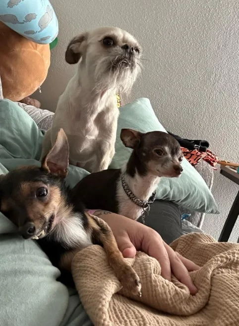 a disabled puppy in a woman's arms while two friends sit next to them