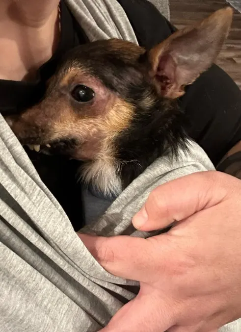 a disabled puppy on a woman's chest