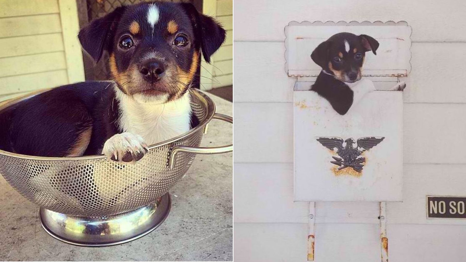 a dog in an iron pot