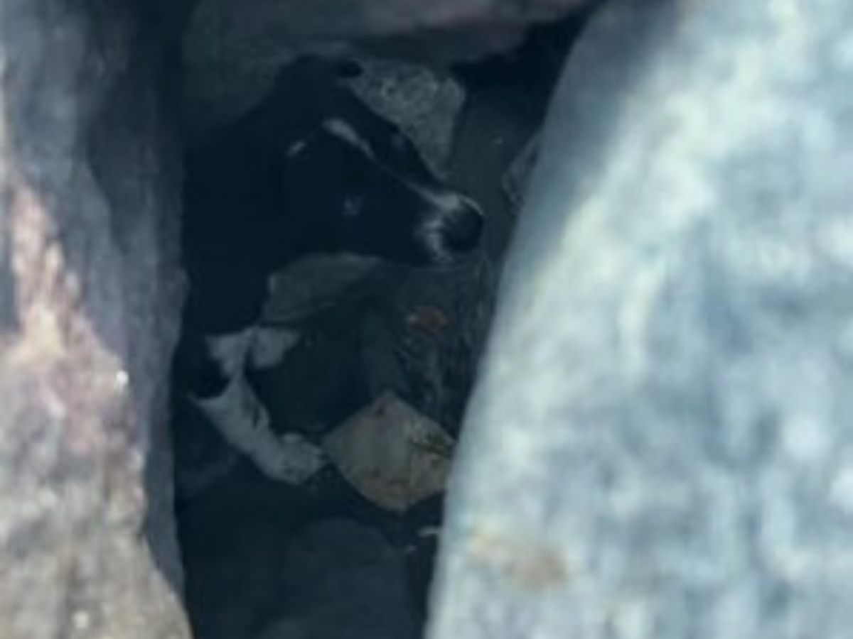 a dog stuck between rocks