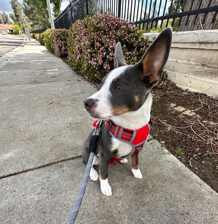 a dog with a leash sits on the pavement and turns its head away from its owner