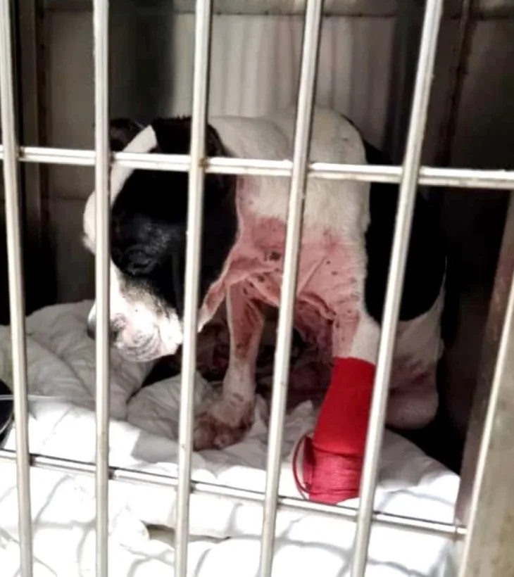 un perro con una pierna herida en una jaula