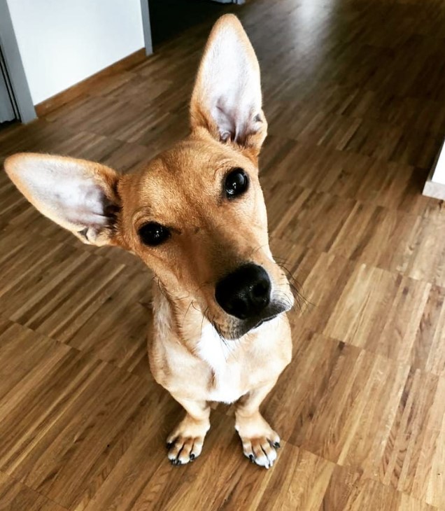 a dog with big ears is sitting on the floor