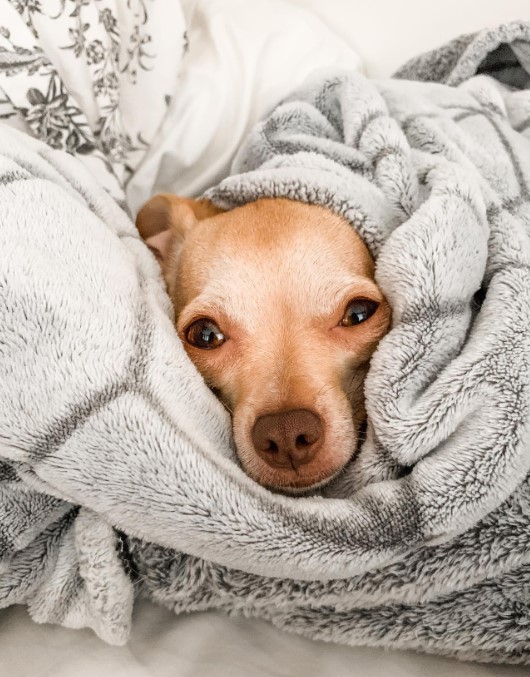 a dog wrapped in a bright white blanket