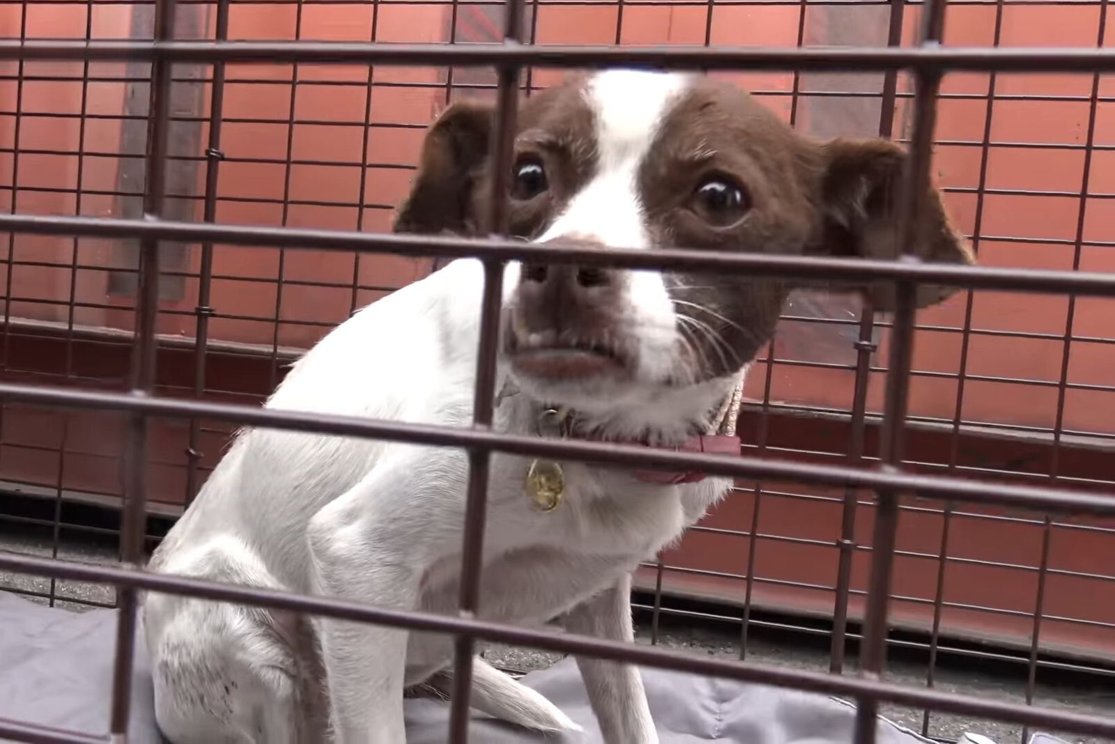a frightened abandoned dog in a cage
