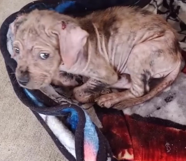 a frightened found puppy is lying on a blanket
