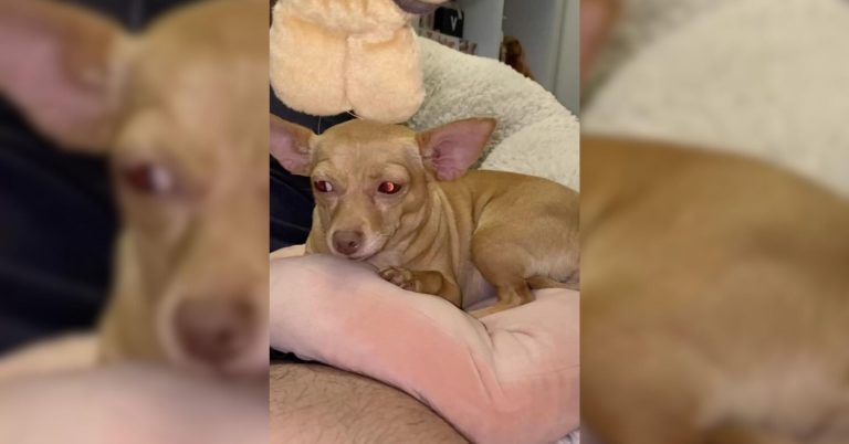funny dog pretends to be blind
