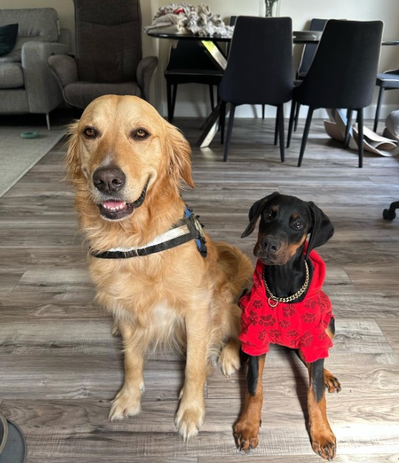 a golden retriever and a doberman puppy sit on a laminar while taking a picture