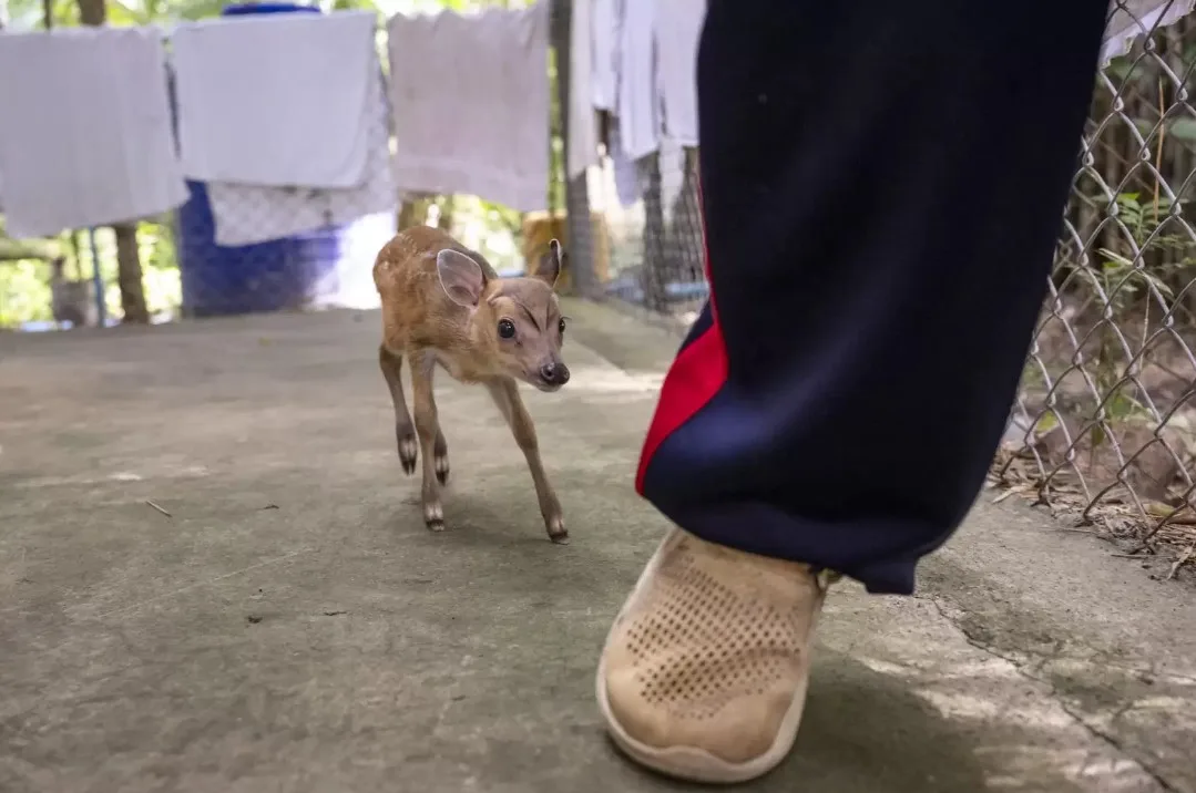 a little doe follows a man in his footsteps
