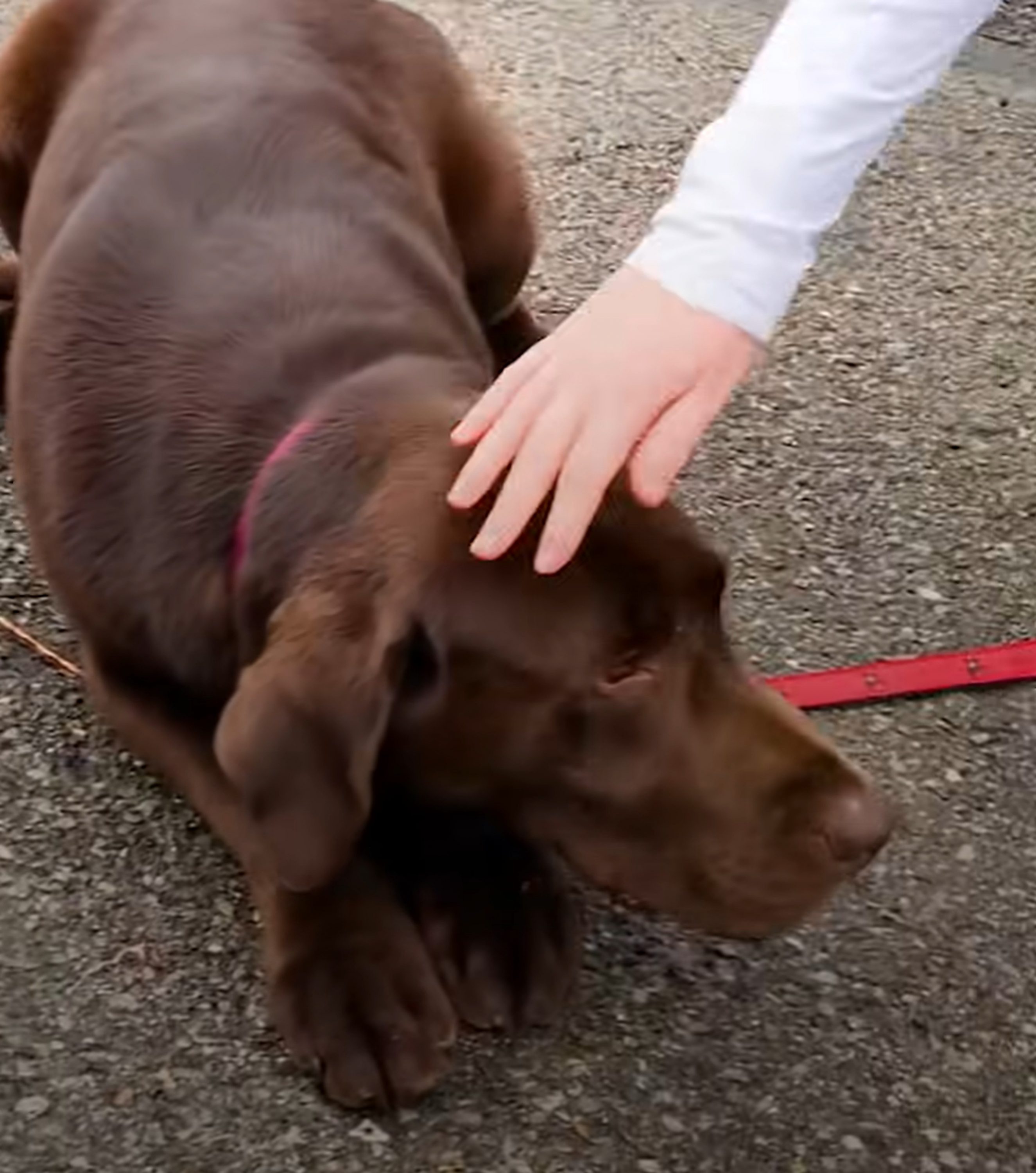 a little girl petting a dog lying on the street