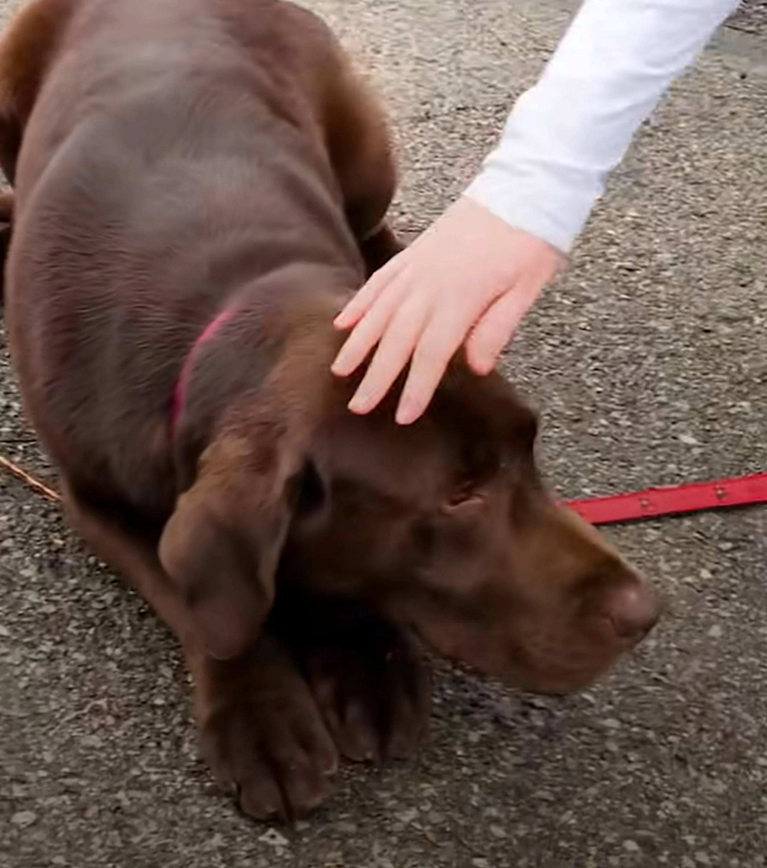 una niña acariciando a un perro tirado en la calle