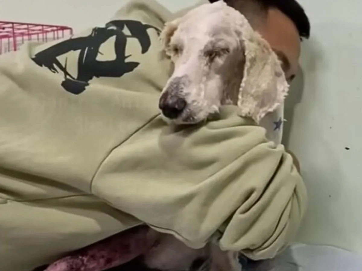 a man hugs a rescued poodle