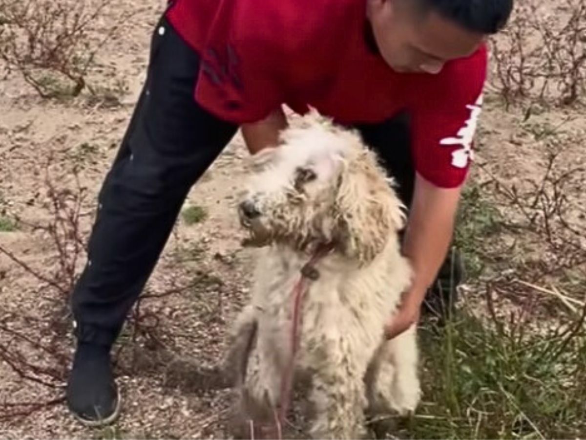 a man shows help to a sick poodle