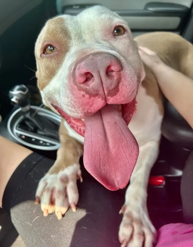 a pit bull on the lap of a woman in a car with its tongue sticking out