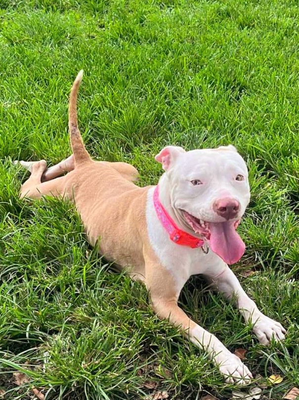 a pit bull with its tongue out rests on the grass