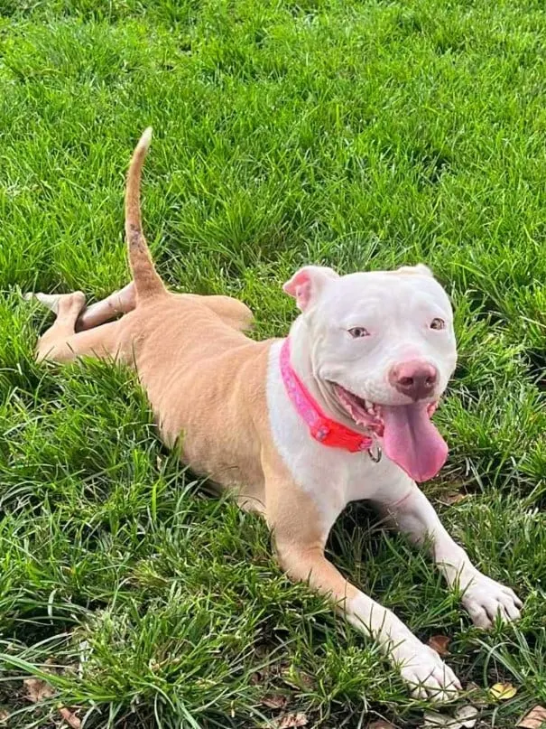 a pit bull with its tongue out rests on the grass
