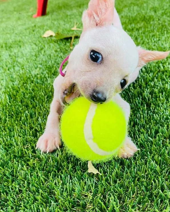 a puppy in the garden with a tennis ball in its mouth