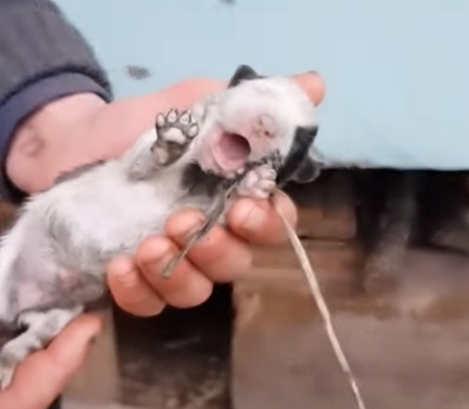 a puppy tied to a paw in a man's hand