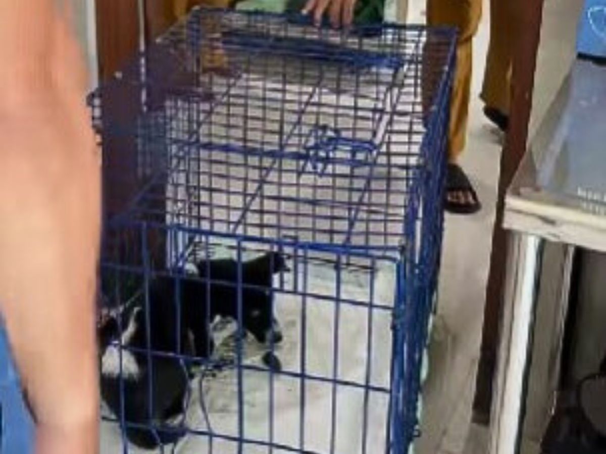 a rescued dog in a blue cage
