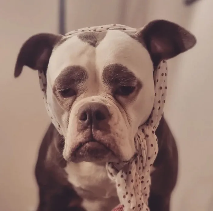a sad dog with a white scarf tied around his head