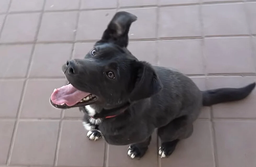 a smiling black dog sits on the tiles and looks at the owner