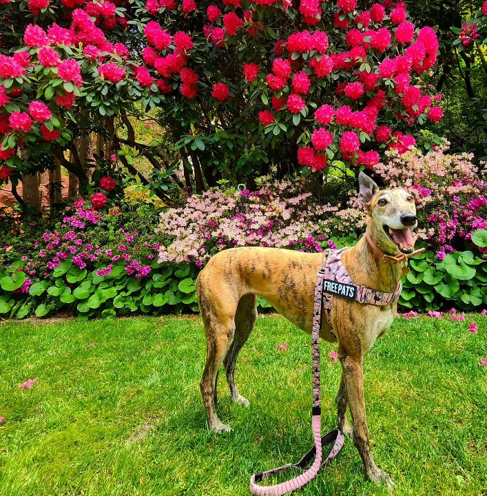 a smiling dog is standing in the garden