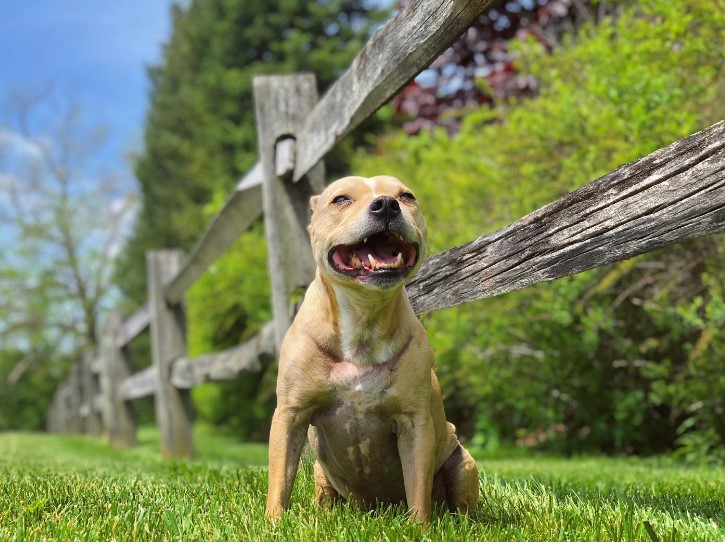 a smiling pit bull next to a wooden fence
