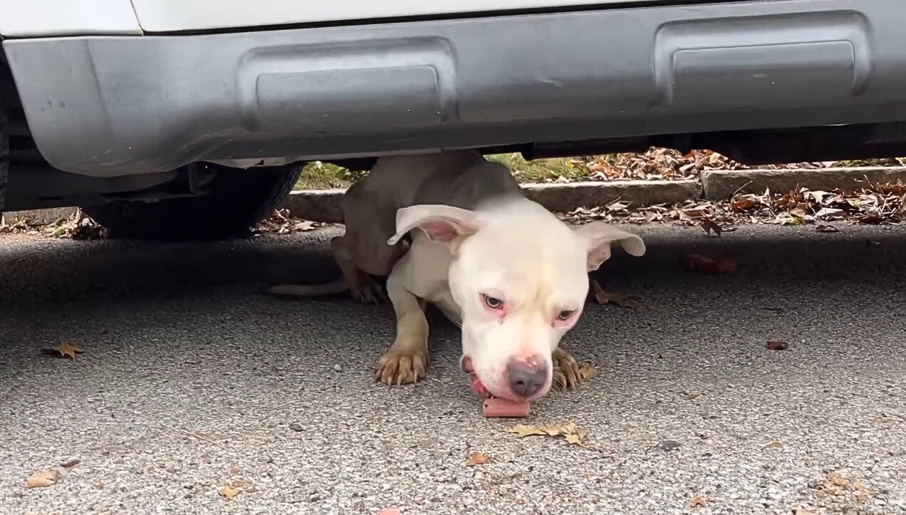 a starving dog eats under a car