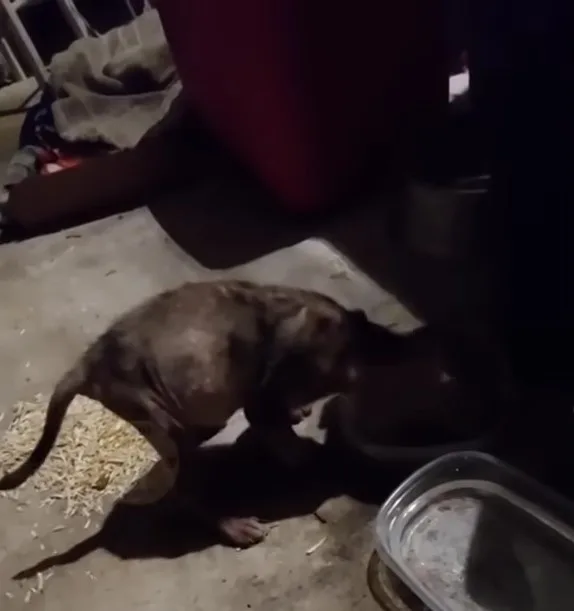 a starving puppy eats on the street