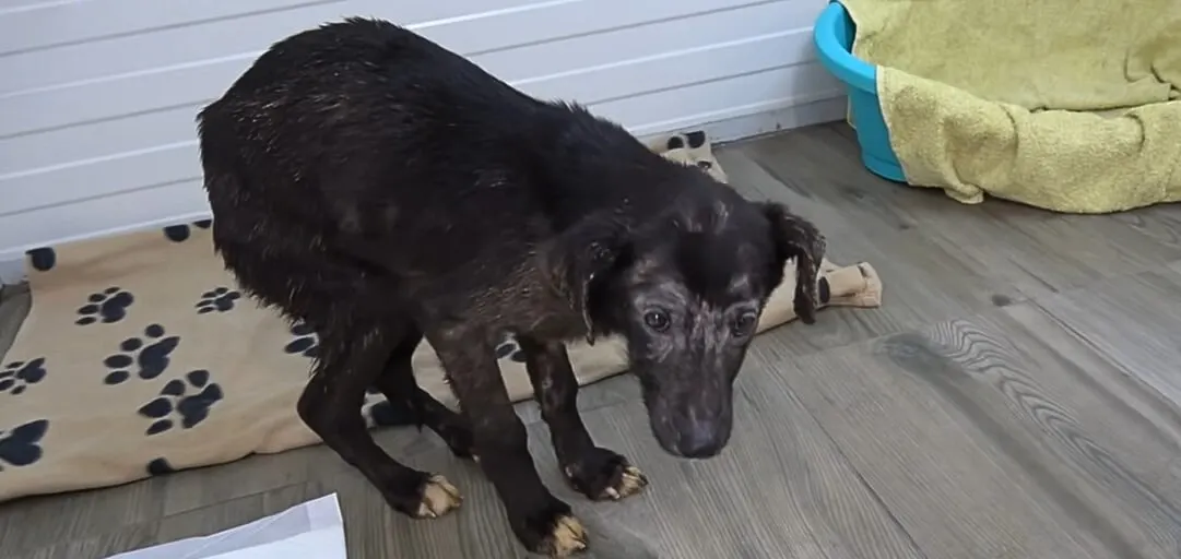 a starving, shrunken black dog stands on the laminate