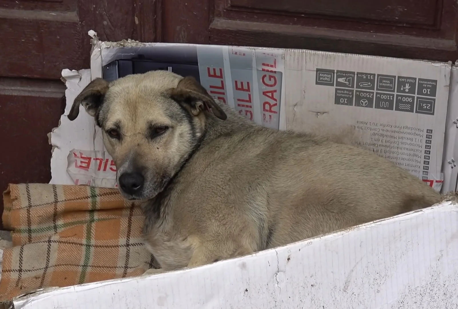 a stray dog lies in cardboard boxes