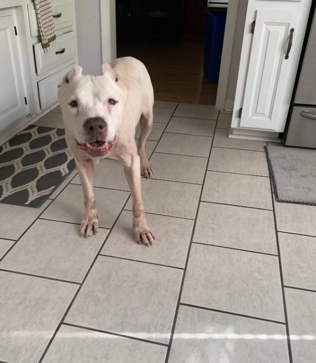 a white dog stands on the tiles and looks at the camera
