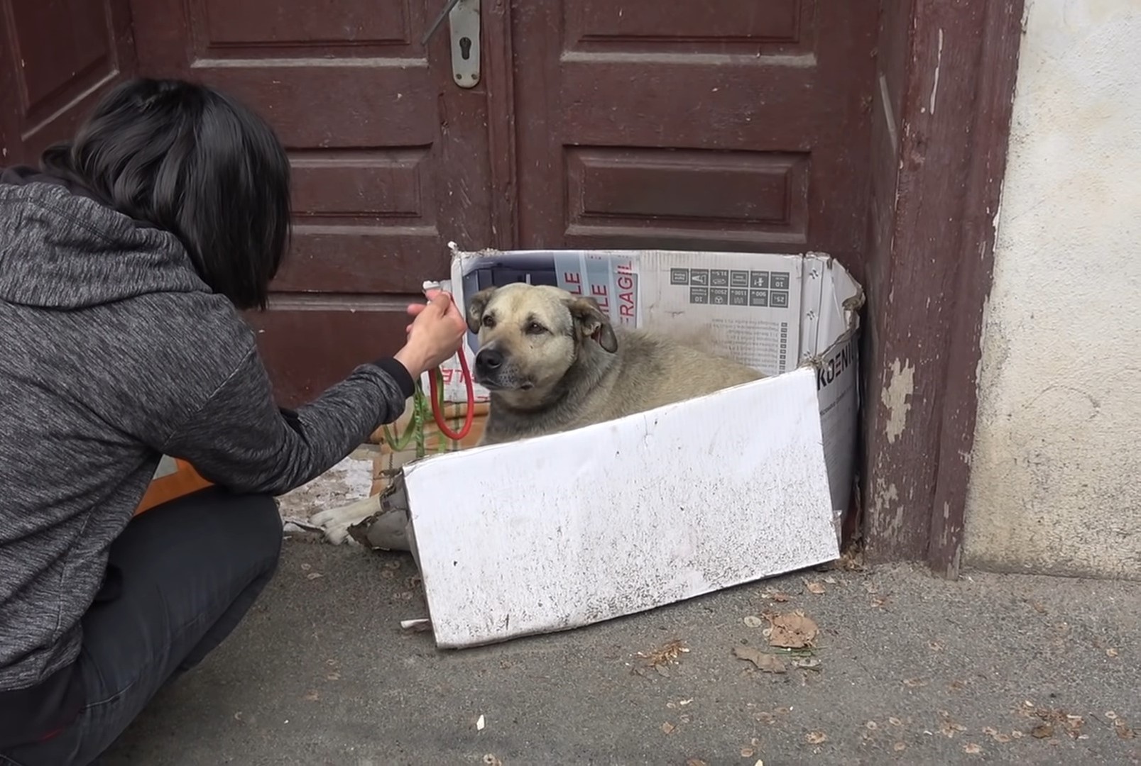 a woman approaches a stray dog in a cardboard box