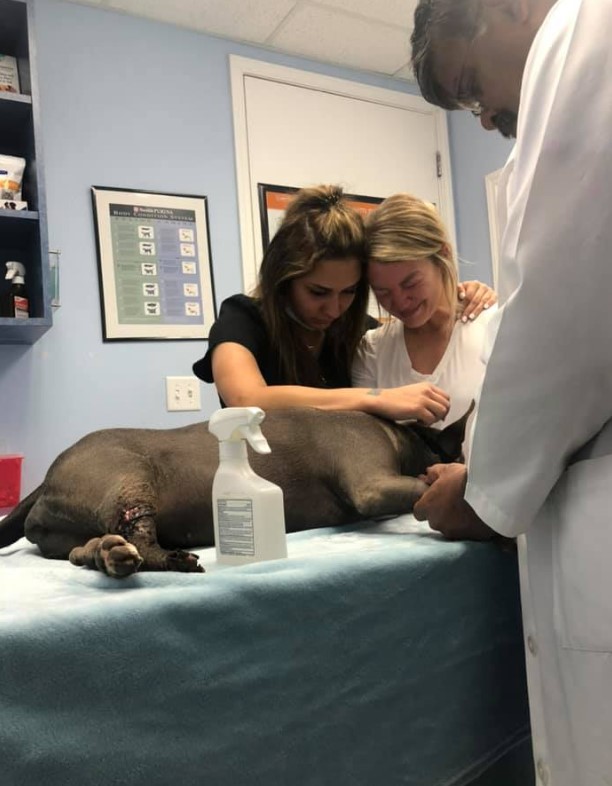 a woman cries next to her dog in a veterinary clinic