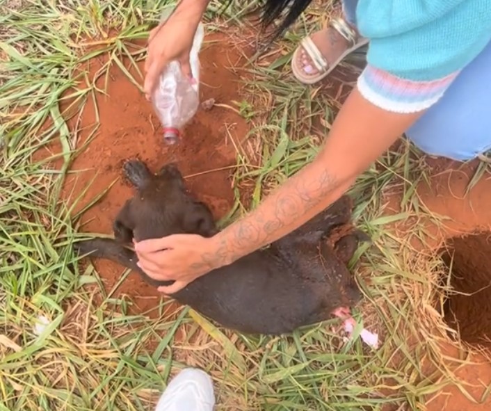 a woman pours water over a black puppy rescued from a hole