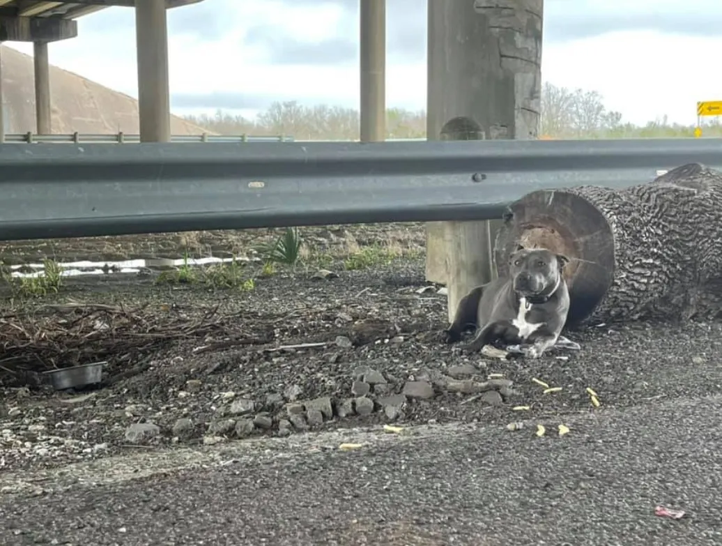 abandoned dog by the overpass