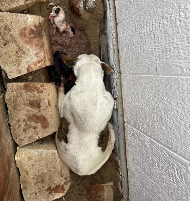 abandoned dog with puppies