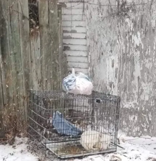abandoned iron chest