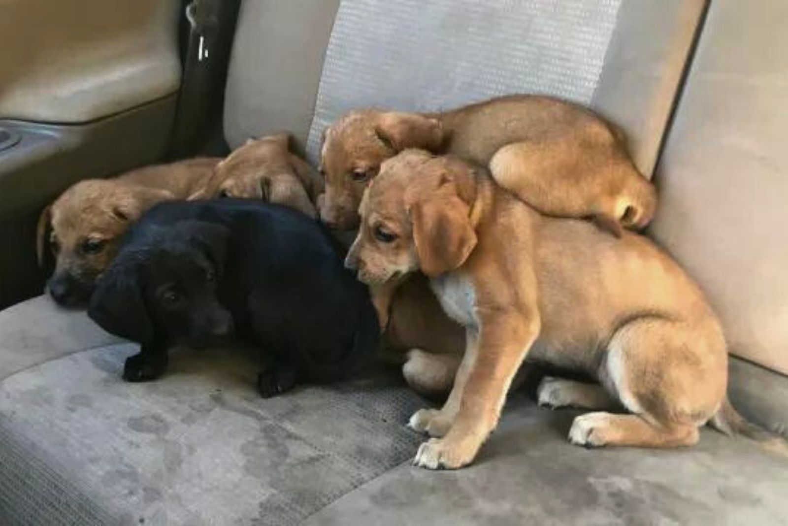 abandoned scared puppies