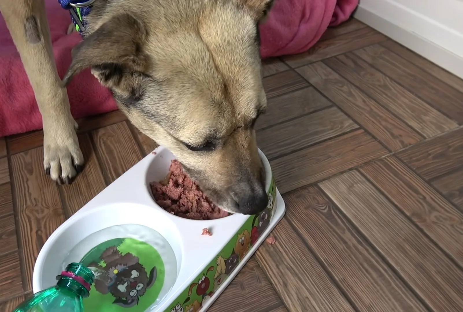 adopted dog eats from a plastic bowl