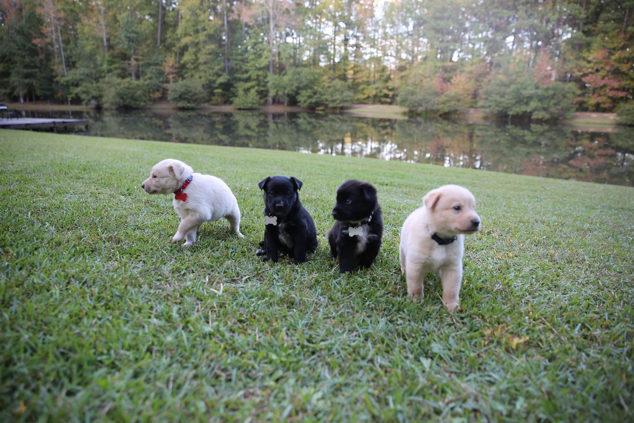 adorable puppies on the beautiful grass