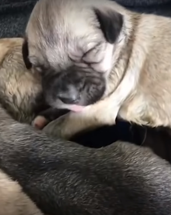 adorable puppy sleeping