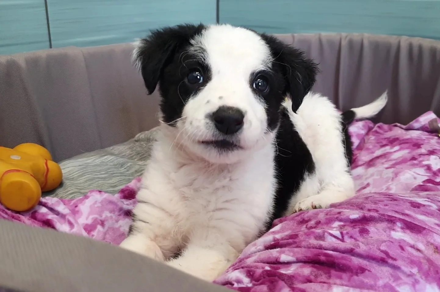 adorable tiny puppy