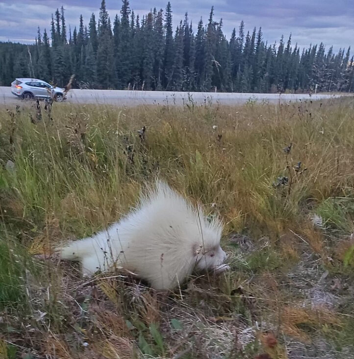 albino porcupine