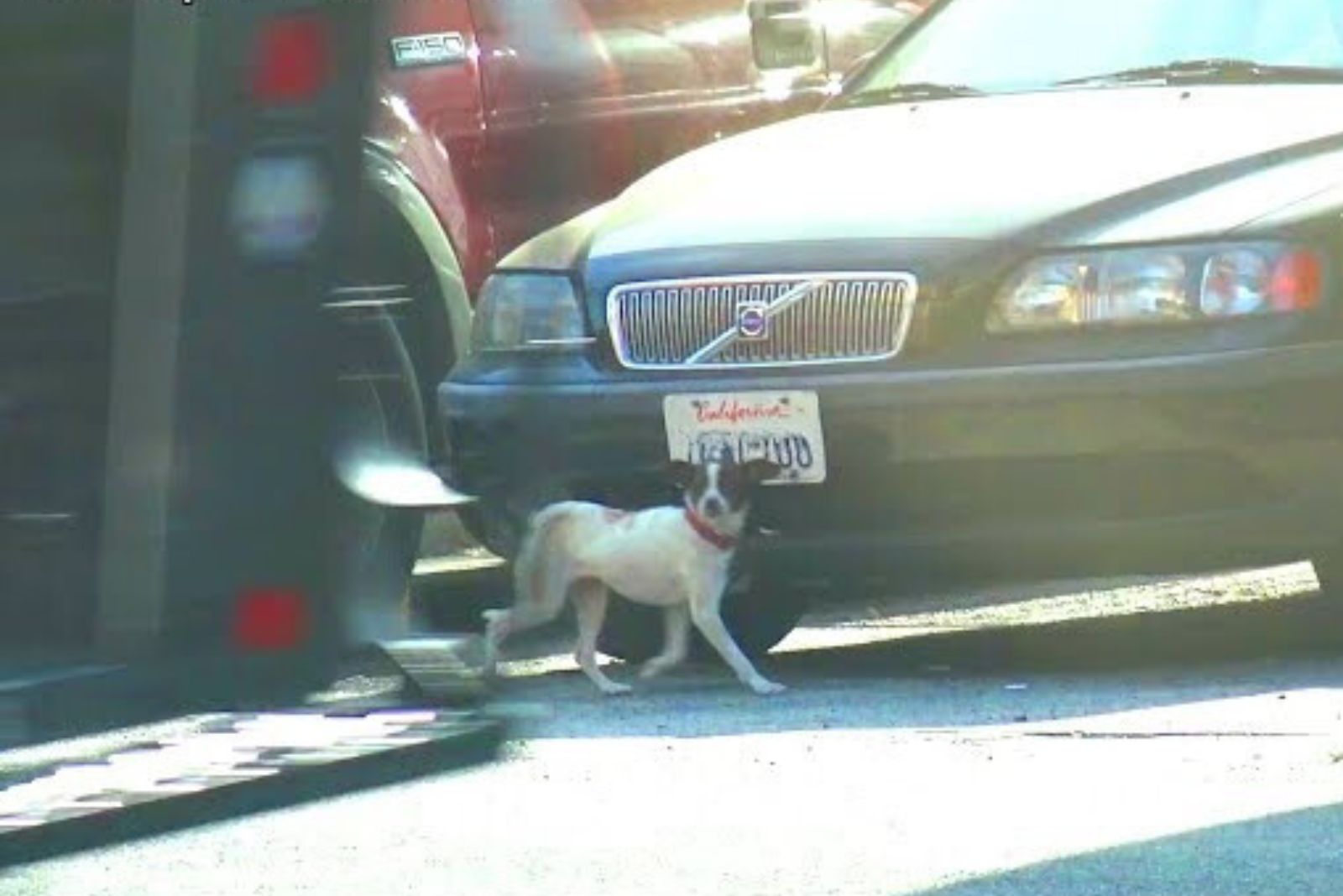 an abandoned dog crosses the street