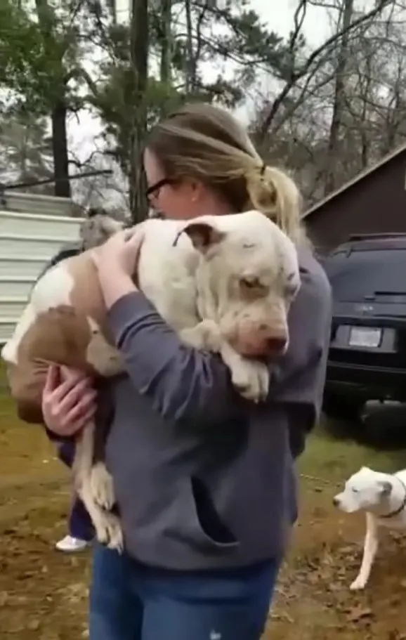 an abandoned dog finally rescued in the arms of a woman