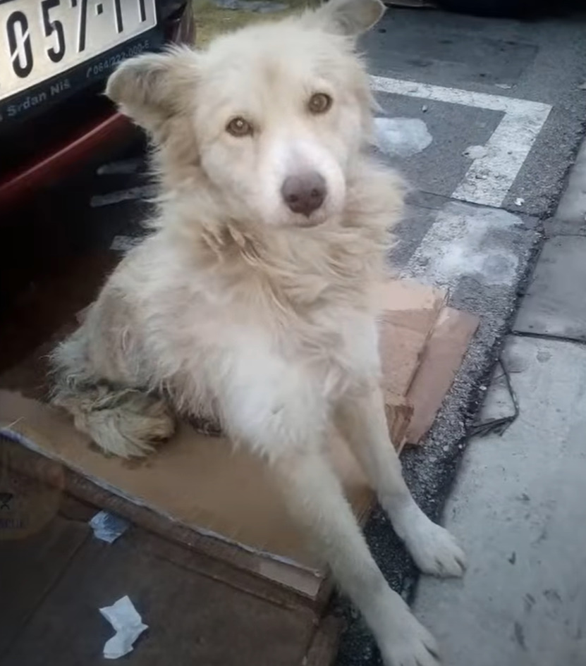 an abandoned dog sits on a cardboard box