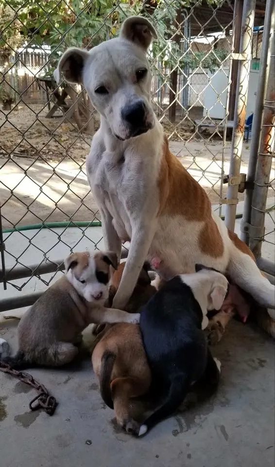 big dog with puppies