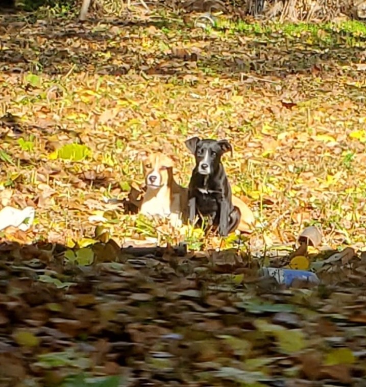 black and brown dog in autumn park